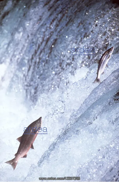 : SALMON - LEAPING UPSTREAM : SALMON - LEAPING UPSTREAM