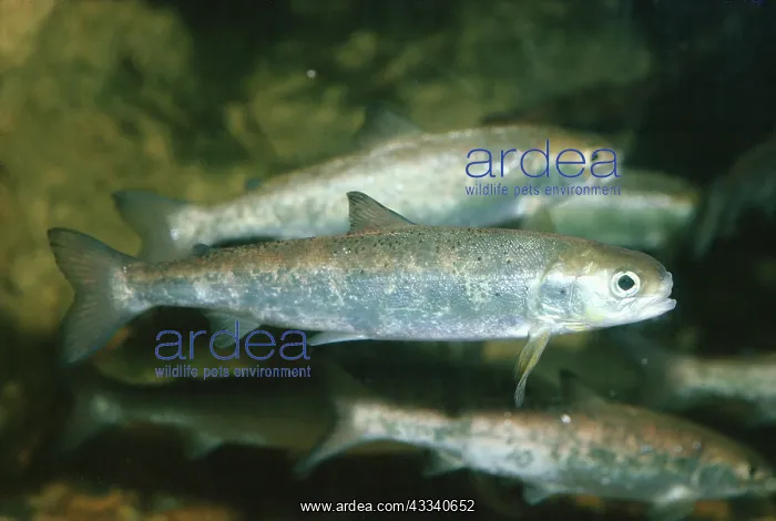 : Salmon Parr or Fingerling : Salmon Parr or Fingerling