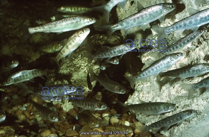 : SALMON PARR / FINGERLING - shoal : SALMON PARR / FINGERLING - shoal