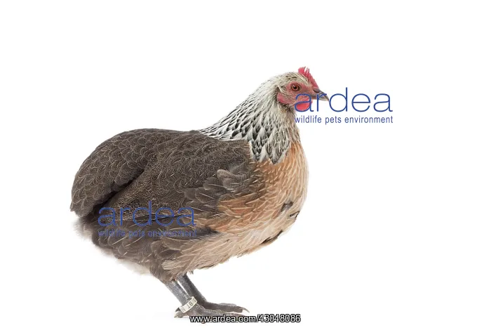  : Salmon-silver Tailess Ardennaise Chicken hen
