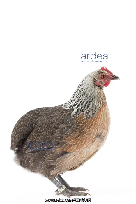  : Salmon-silver Tailess Ardennaise Chicken hen