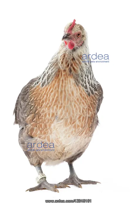  : Salmon-silver Tailess Ardennaise Chicken hen