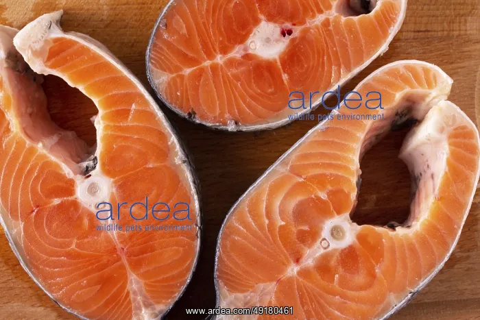 : Salmon steaks on a wooden board, close-up : Salmon steaks on a wooden board, close-up