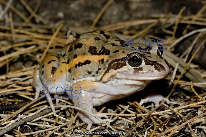 : Salmon-striped Frog : Salmon-striped Frog