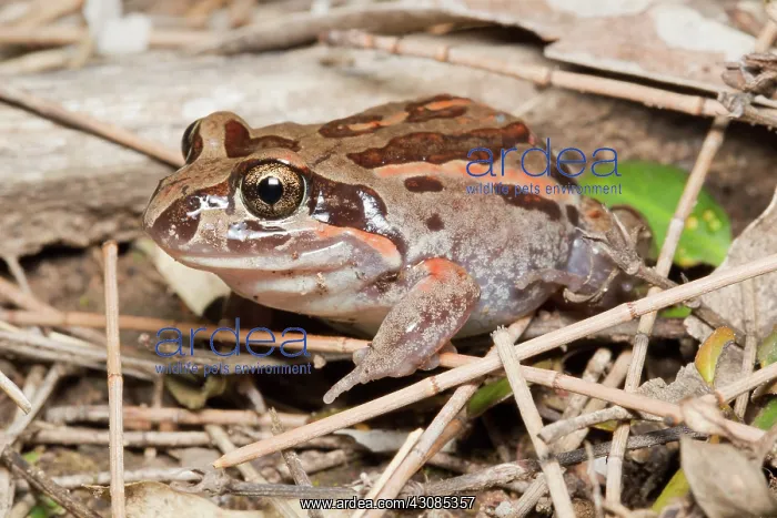: Salmon-striped Frog : Salmon-striped Frog