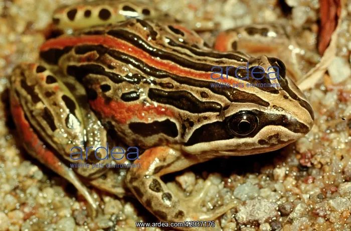 : Salmon-striped frog - a burrowing frog : Salmon-striped frog - a burrowing frog