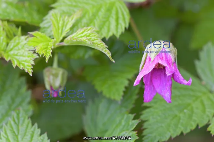 : Salmonberry : Salmonberry