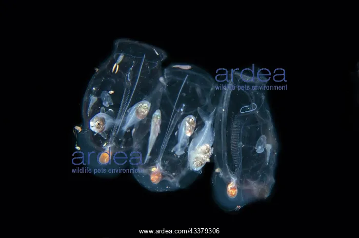 : Salp chain : Salp chain