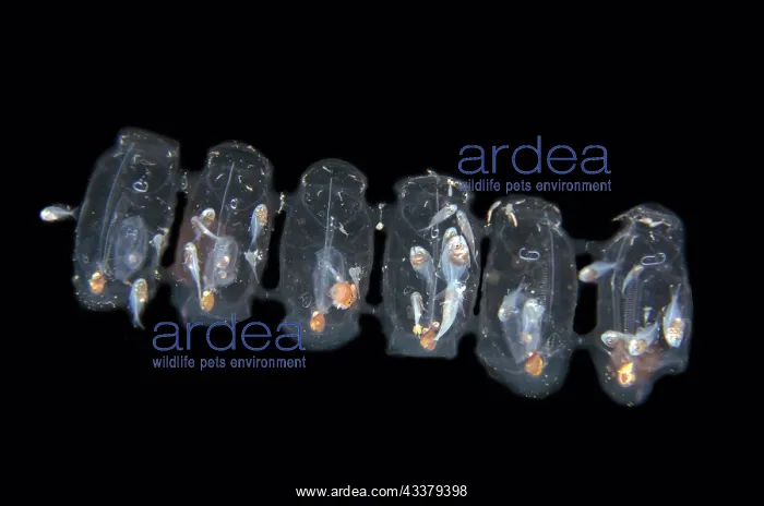 : Salp chain : Salp chain