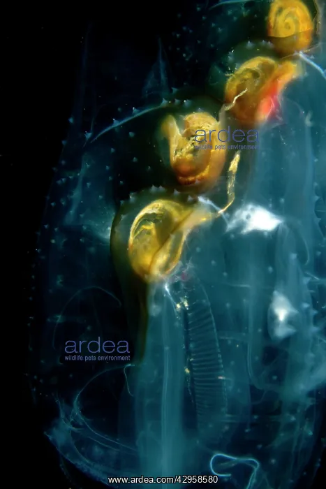  : Salps (Salpa maxima ). Indonesia