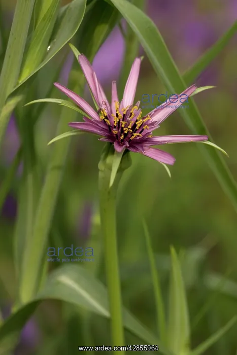  : Salsify (Tragopogon porrifolius)