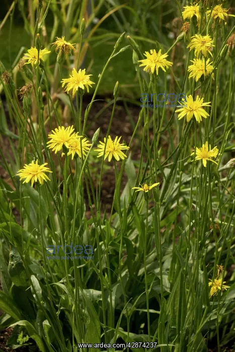 : Salsify or Black Salsify : Salsify or Black Salsify