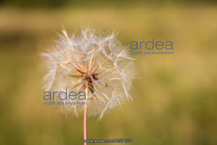 : Salsify - Seed Head : Salsify - Seed Head
