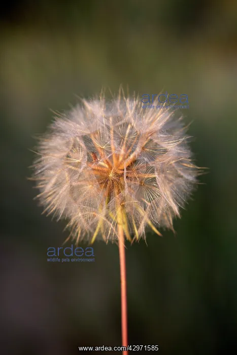  : Salsify - Seed Head