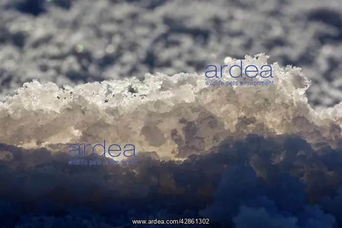 : Salt Crust - detail of a salt crust on the Salar de Uyuni : Salt Crust - detail of a salt crust on the Salar de Uyuni