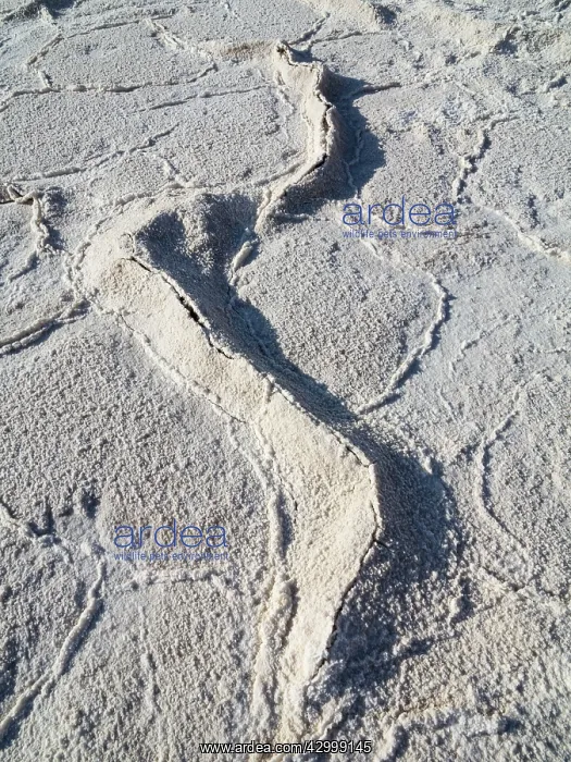 : Detail of salt crusts at the Badwater Basin salt : Detail of salt crusts at the Badwater Basin salt