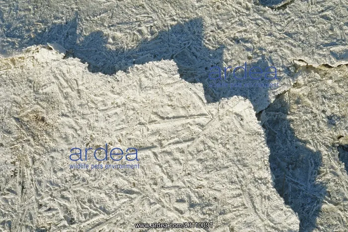: Salt Deposits in California : Salt Deposits in California