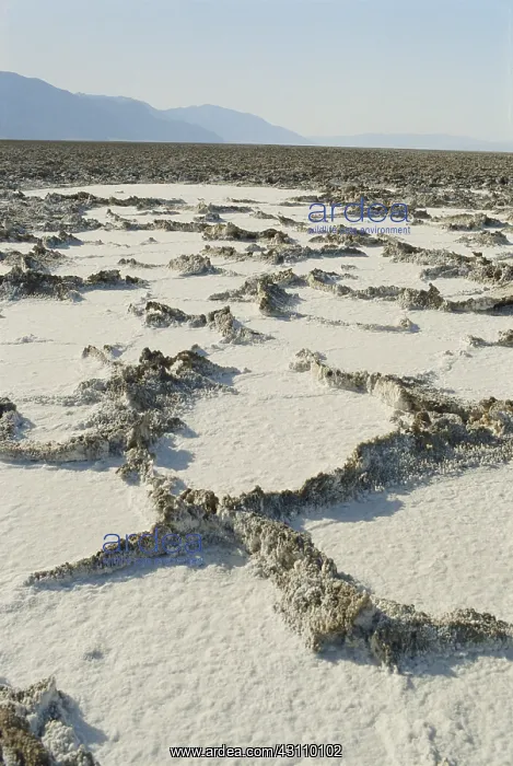 : Salt Deposits in Death Valley : Salt Deposits in Death Valley