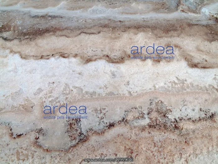 : Salt deposits at the salt works of Sabkhat Tazra : Salt deposits at the salt works of Sabkhat Tazra