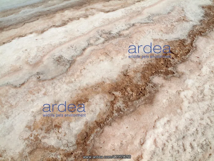 : Salt deposits at the salt works of Sabkhat Tazra : Salt deposits at the salt works of Sabkhat Tazra