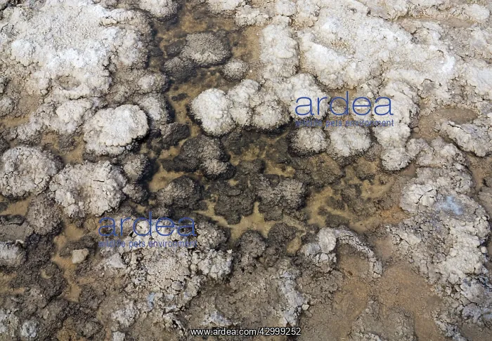 : Salt deposits at a shallow pool at the Badwater : Salt deposits at a shallow pool at the Badwater