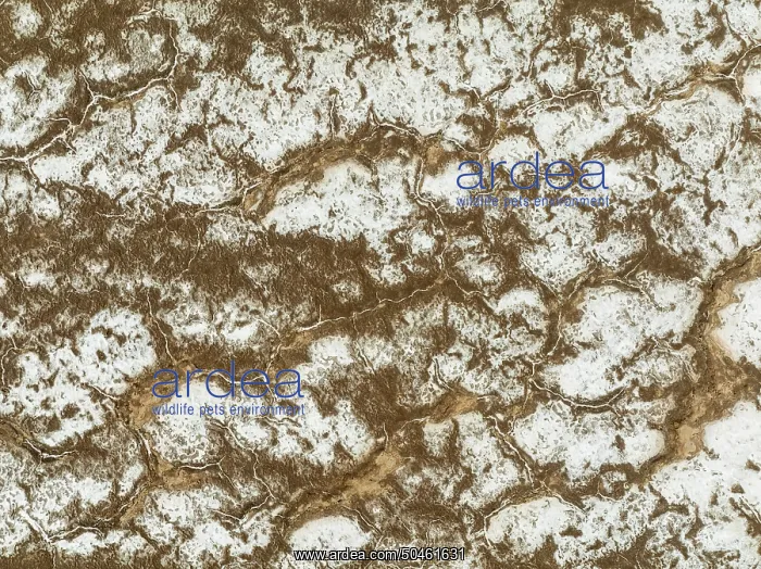 : Salt deposits at the Skeleton Coast : Salt deposits at the Skeleton Coast