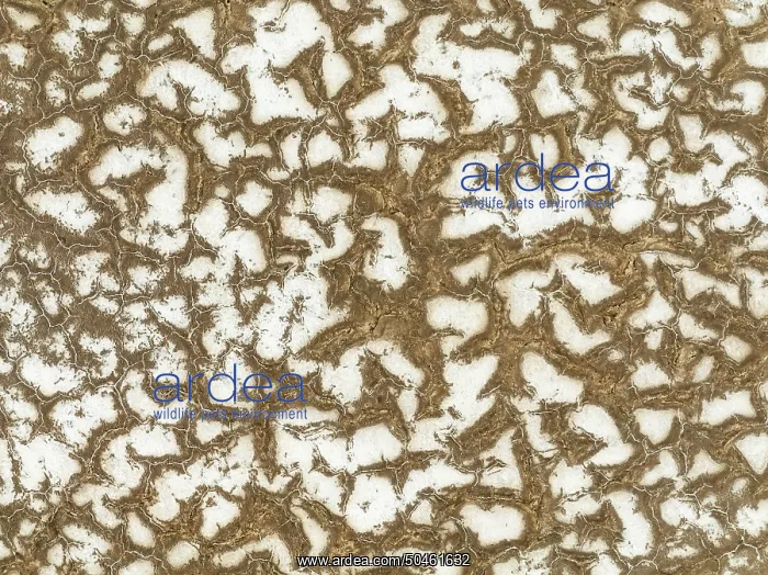 : Salt deposits at the Skeleton Coast : Salt deposits at the Skeleton Coast