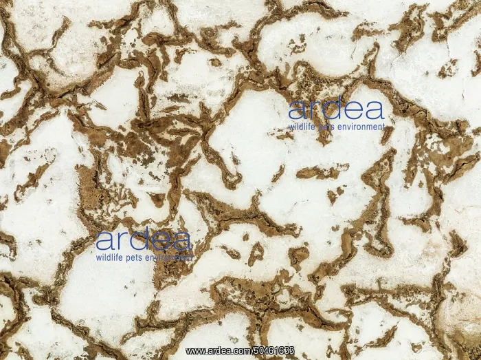 : Salt deposits at the Skeleton Coast : Salt deposits at the Skeleton Coast