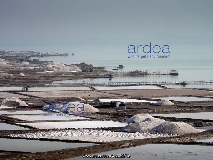 : Salt extraction at Afrera Salt Lake, Danakil Valley, E : Salt extraction at Afrera Salt Lake, Danakil Valley, E