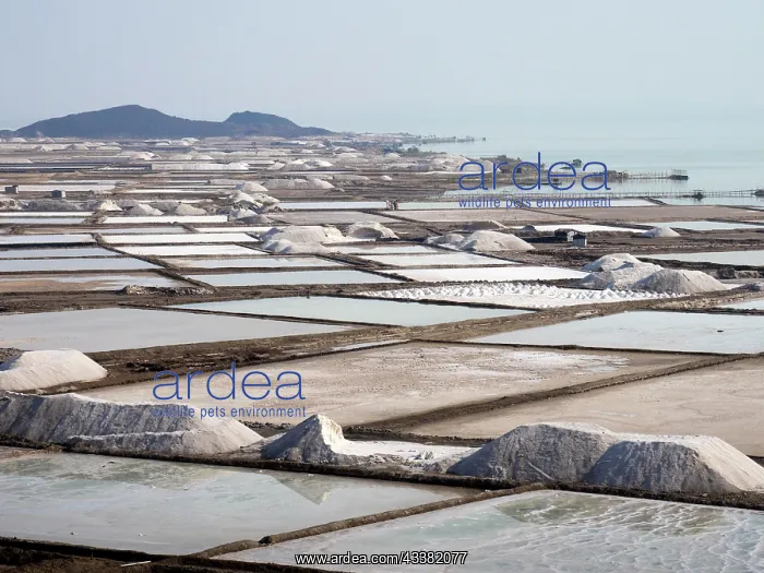 : Salt extraction at Afrera Salt Lake, Danakil Valley, E : Salt extraction at Afrera Salt Lake, Danakil Valley, E