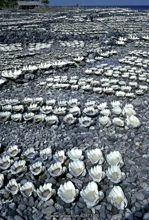 : Salt garden - Sea water drying in clam shells is : Salt garden - Sea water drying in clam shells is