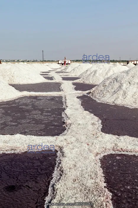 : Salt heaps at salt mine at Sambhar Lake, Sambhar : Salt heaps at salt mine at Sambhar Lake, Sambhar
