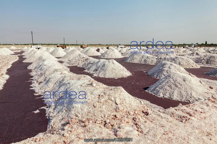 : Salt heaps at salt mine at Sambhar Lake, Sambhar : Salt heaps at salt mine at Sambhar Lake, Sambhar