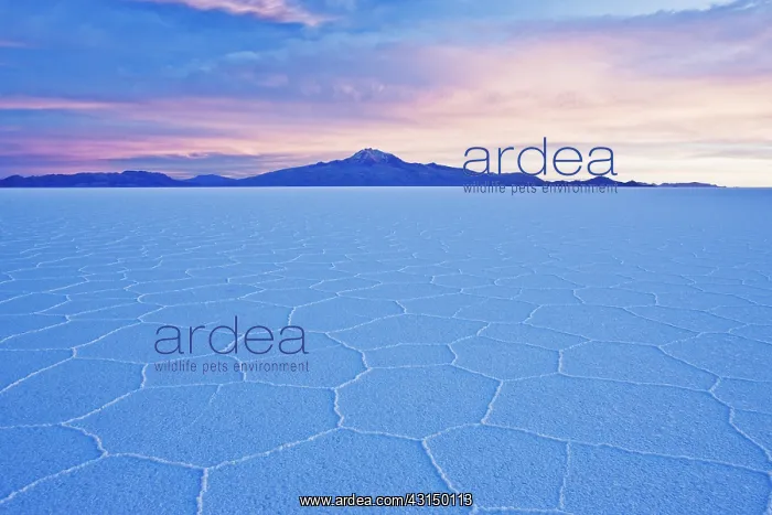 : Salt hexagon patterns change color at sunset on the Salar de : Salt hexagon patterns change color at sunset on the Salar de
