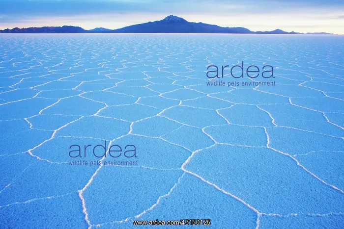 : Salt hexagon patterns change color at sunset on the Salar de : Salt hexagon patterns change color at sunset on the Salar de