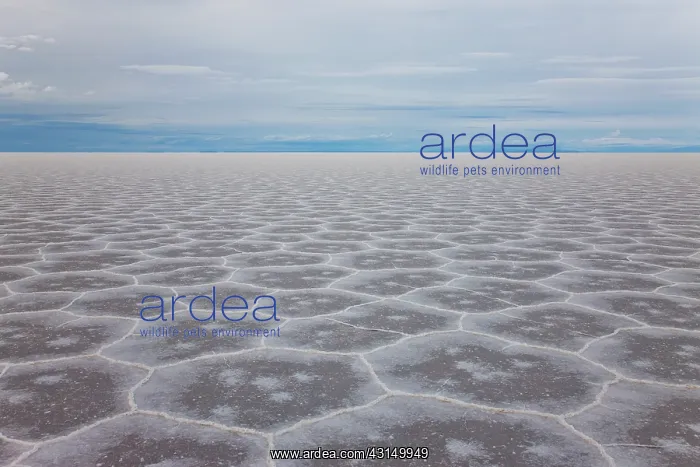 : Salt hexagon patterns on the Salar de Uyuni : Salt hexagon patterns on the Salar de Uyuni