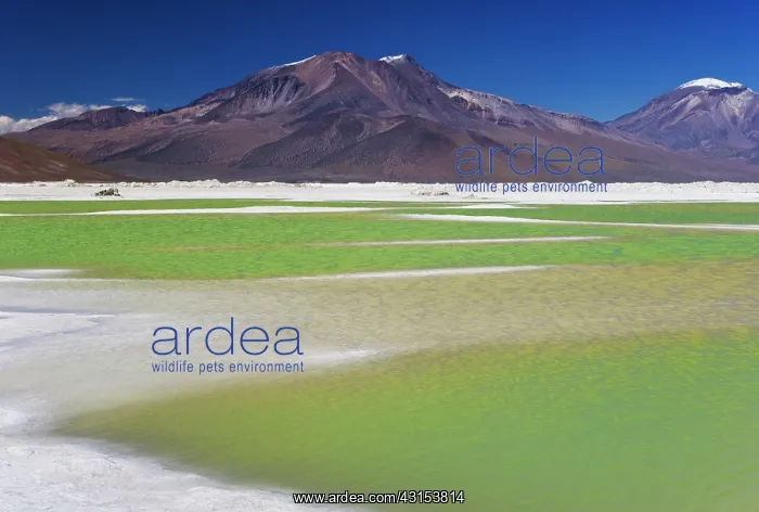 : Salt lake Salar de Surire : Salt lake Salar de Surire