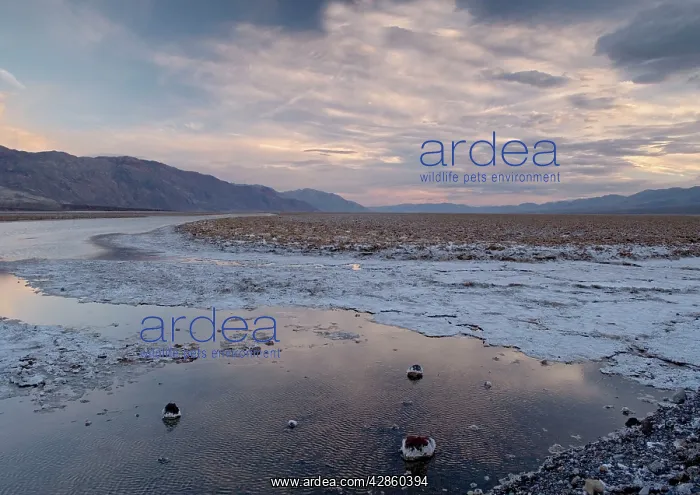 : Salt Lake - at sunset, unusually full of water : Salt Lake - at sunset, unusually full of water