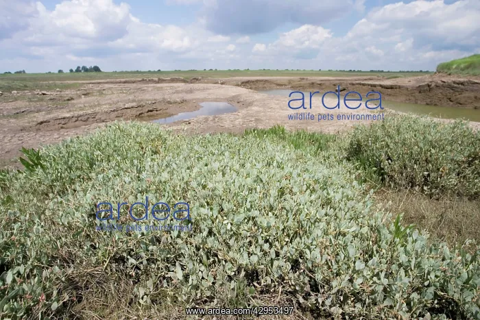 : Salt marsh : Salt marsh