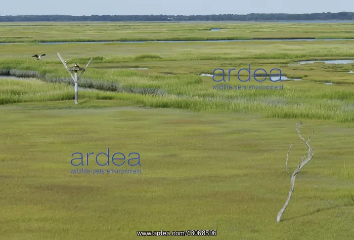 : Salt Marsh : Salt Marsh