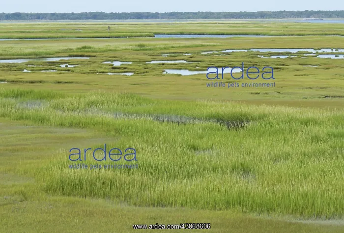 : Salt Marsh : Salt Marsh