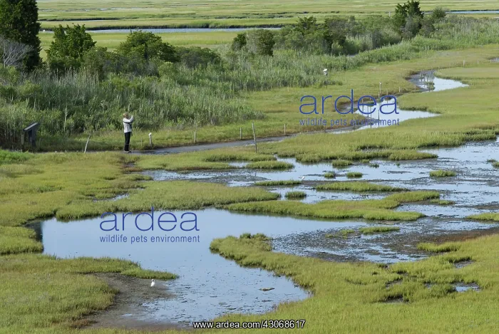 : Salt Marsh : Salt Marsh
