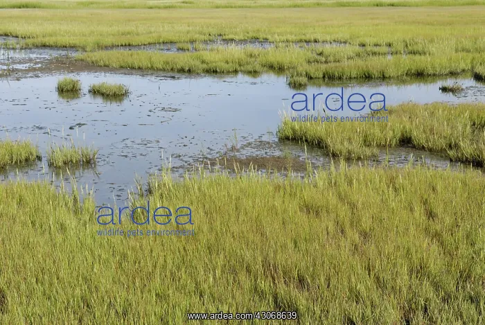 : Salt Marsh : Salt Marsh