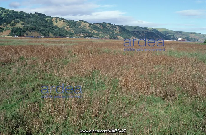 : Salt Marsh : Salt Marsh