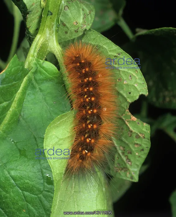 : Salt marsh caterpillar : Salt marsh caterpillar