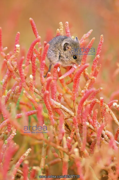 : Salt Marsh Harvest Mouse : Salt Marsh Harvest Mouse