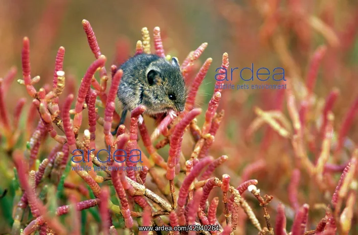 : Salt Marsh Harvest Mouse : Salt Marsh Harvest Mouse