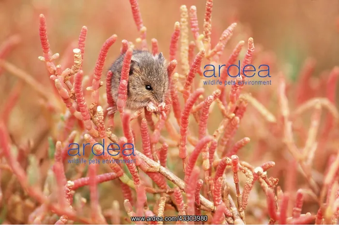 : Salt Marsh Harvest MOUSE : Salt Marsh Harvest MOUSE
