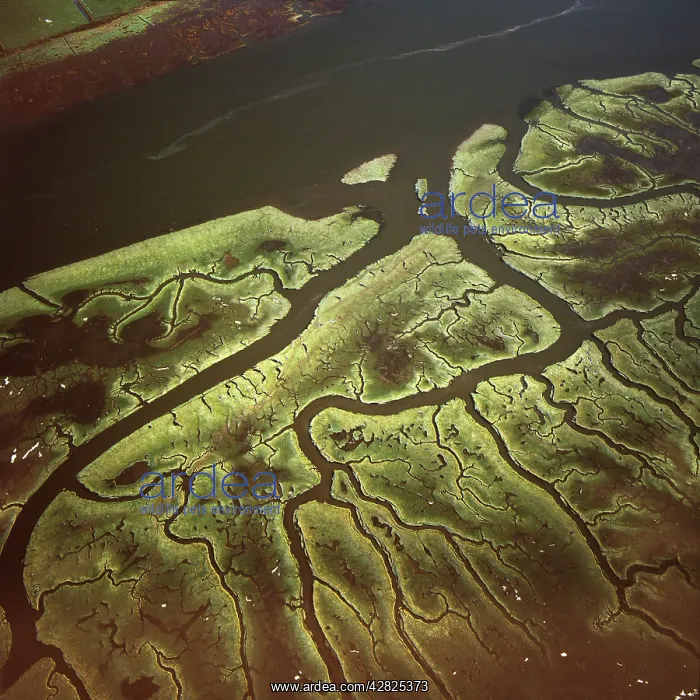 : Salt Marsh on River Lune, Lancaster, Lancashire : Salt Marsh on River Lune, Lancaster, Lancashire