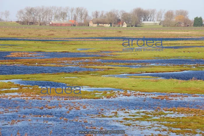 : Salt marsh in Schakerloo Polder nature reserve : Salt marsh in Schakerloo Polder nature reserve